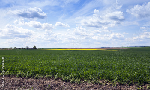 wheat field in spring  