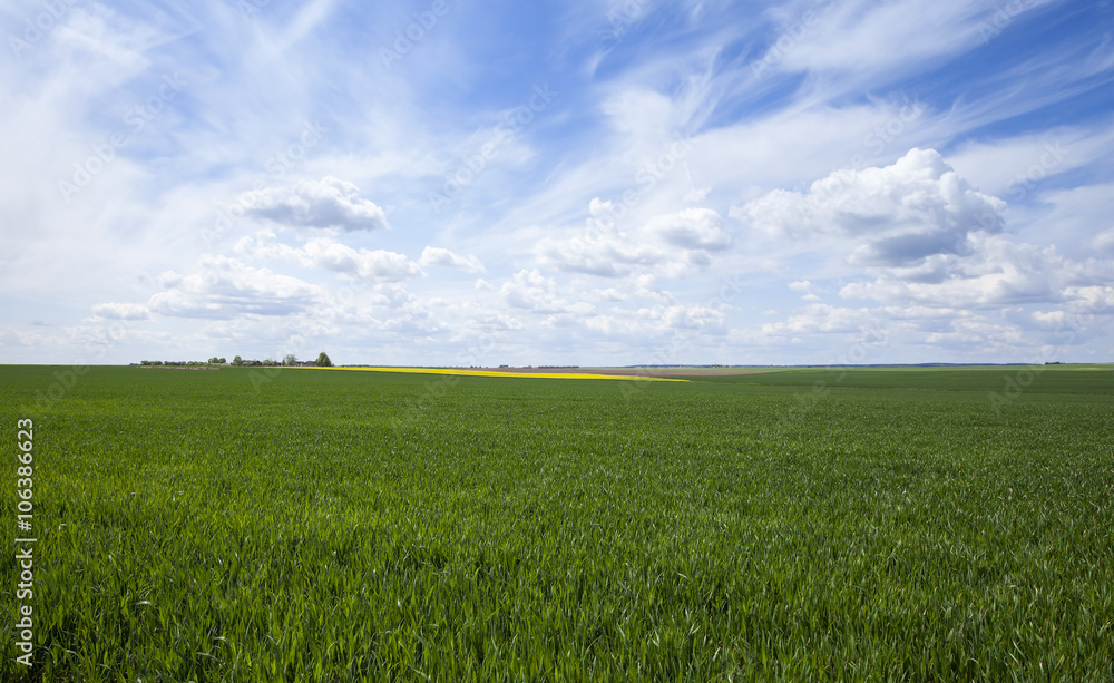 Agriculture. cereals. Spring 