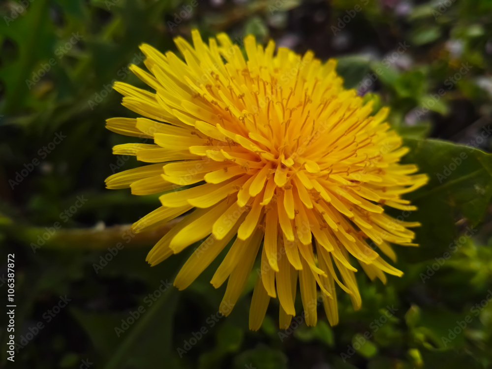 Dandelion yellow flower Dandelion yellow flower