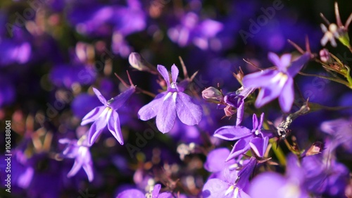 Purple Lobelia erinus tiny garden decorative flower 4K 2160p UltraHD panning footage - Shallow DOF violet edging lobelia in the garden 4K 3840X2160 30fps UHD video  photo