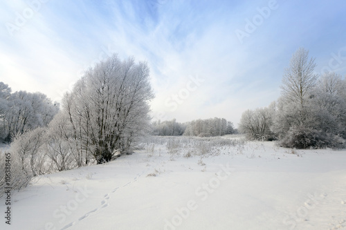 trees in winter 