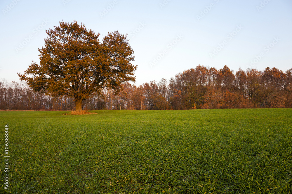 Oak ,  autumn season