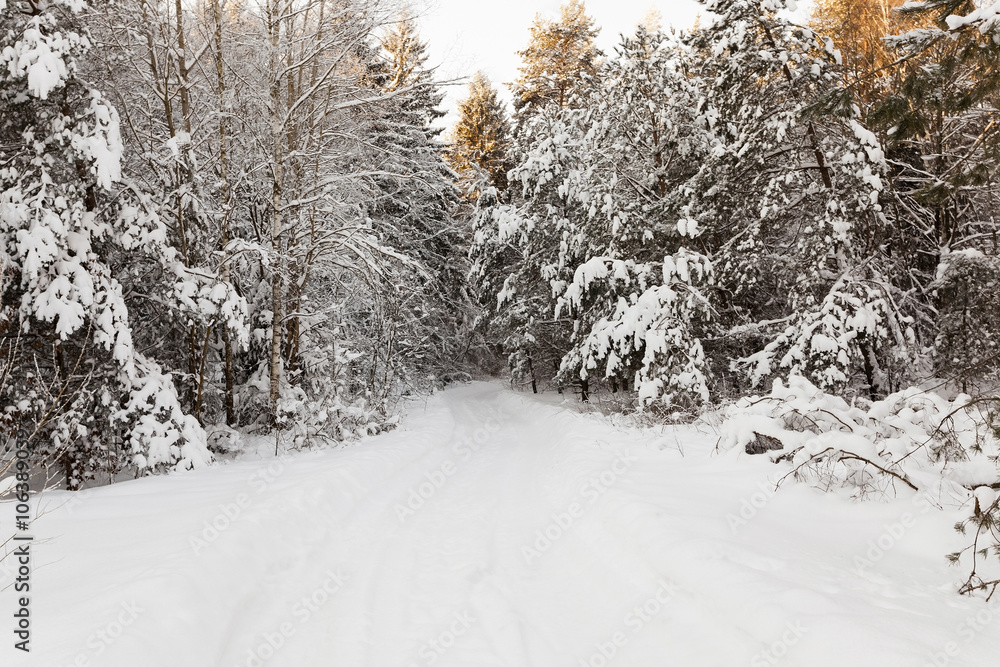 Obraz premium spruce forest , winter season