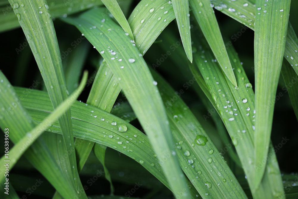 green grass with water droplet in sunshine green grass with water droplet in sunshine