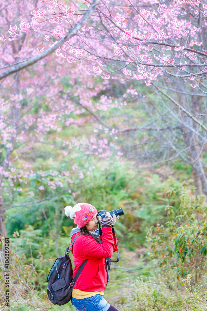 woman traveler take a photo and enjoying in cherry blossom garden, chiang mai. woman traveler take a photo and enjoying in cherry blossom garden, chiang mai.