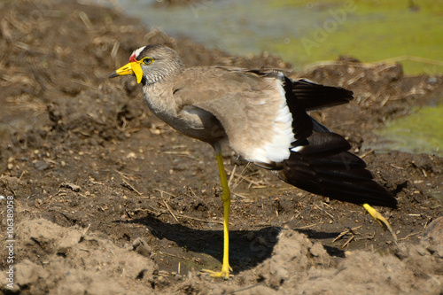 African wattled lapwing, Maasai Mara Game Reserve, Kenya photo