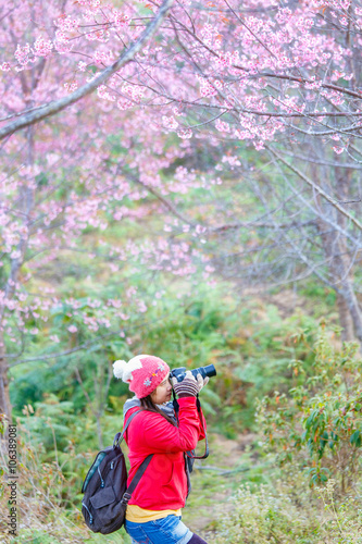 woman traveler take a photo and enjoying in cherry blossom garden, chiang mai.