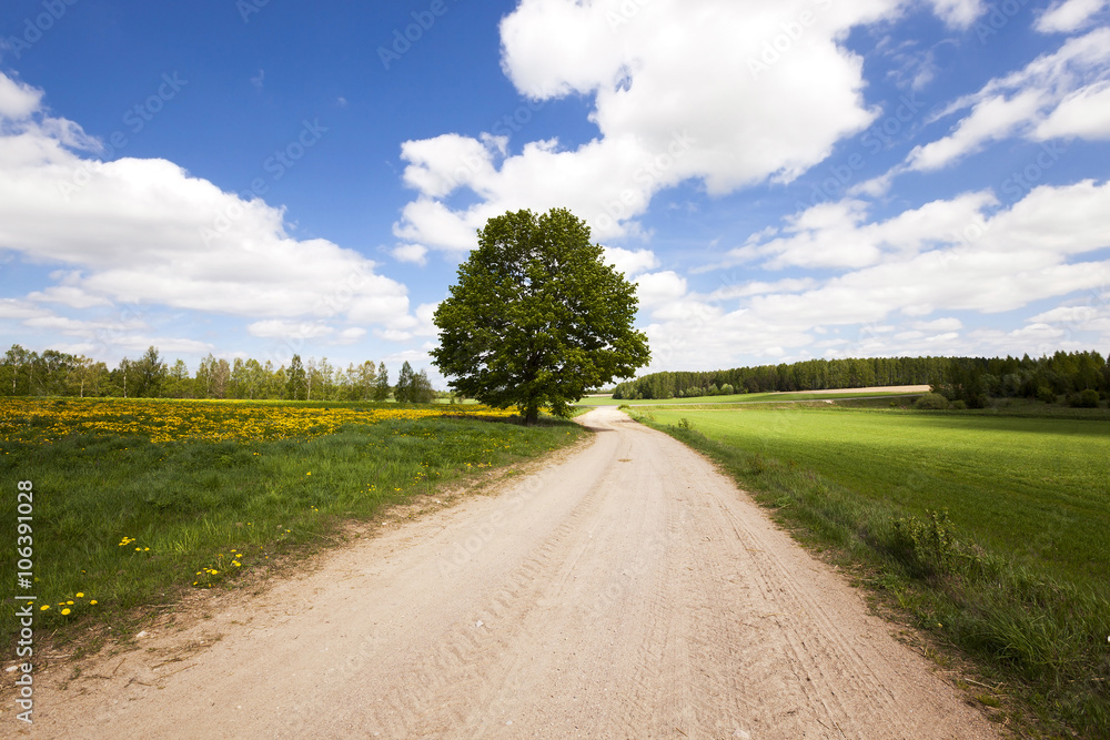 Spring road ,  countryside  