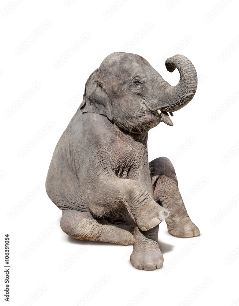elephant sit down isolated on white background