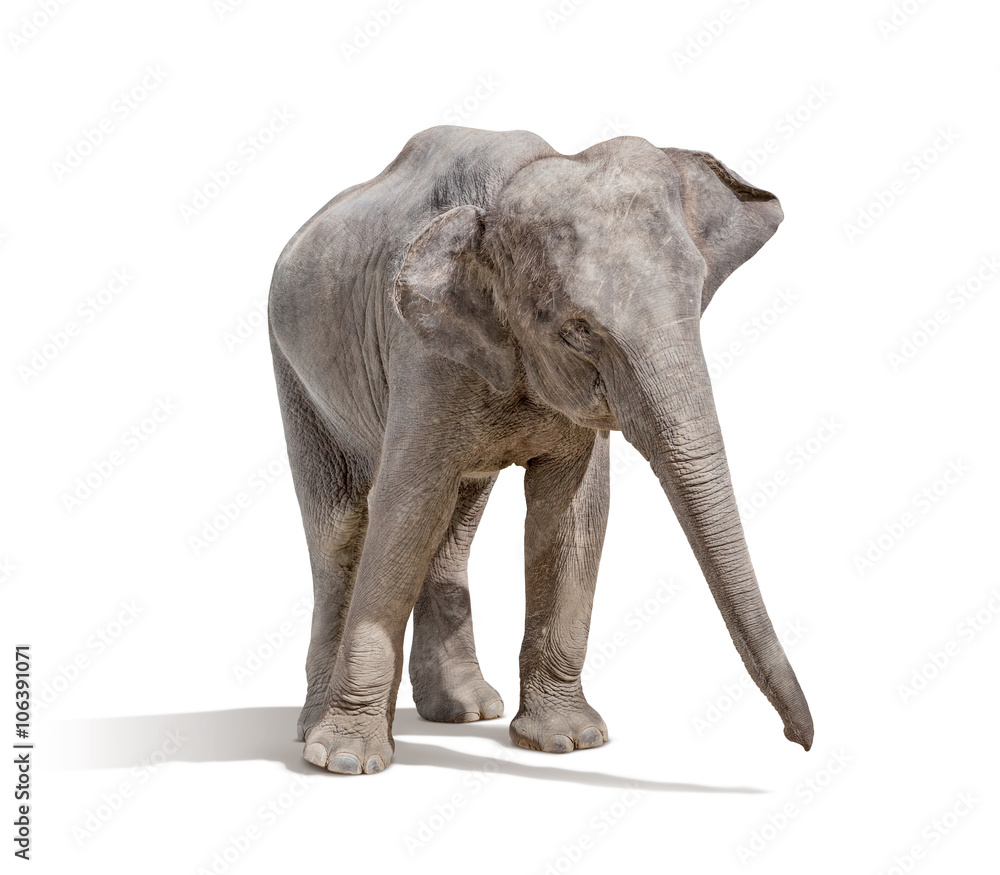 Obraz premium elephant isolated on white background