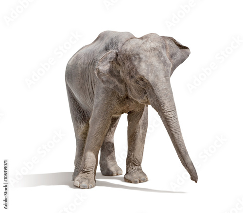 elephant isolated on white background