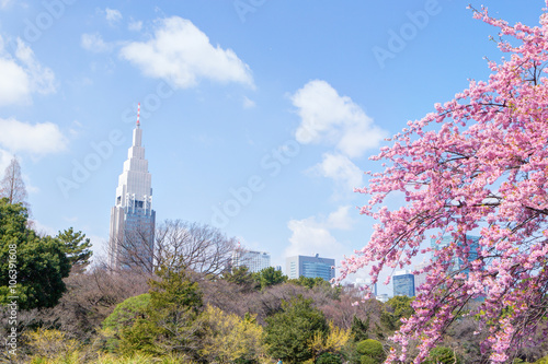 東京の春・さくらと青空