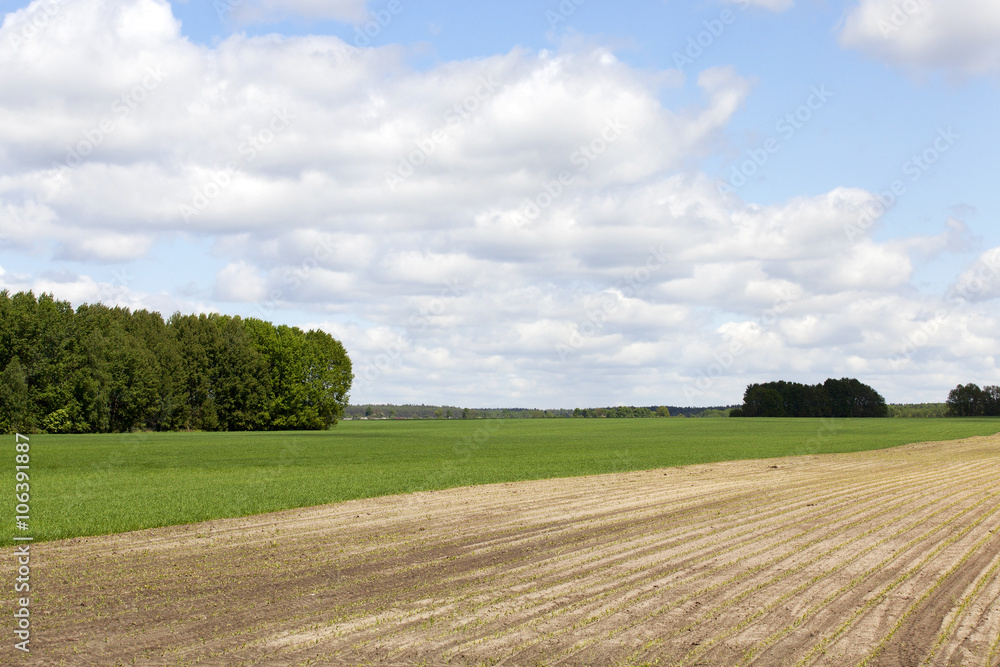 Obraz premium plowed for crop land 