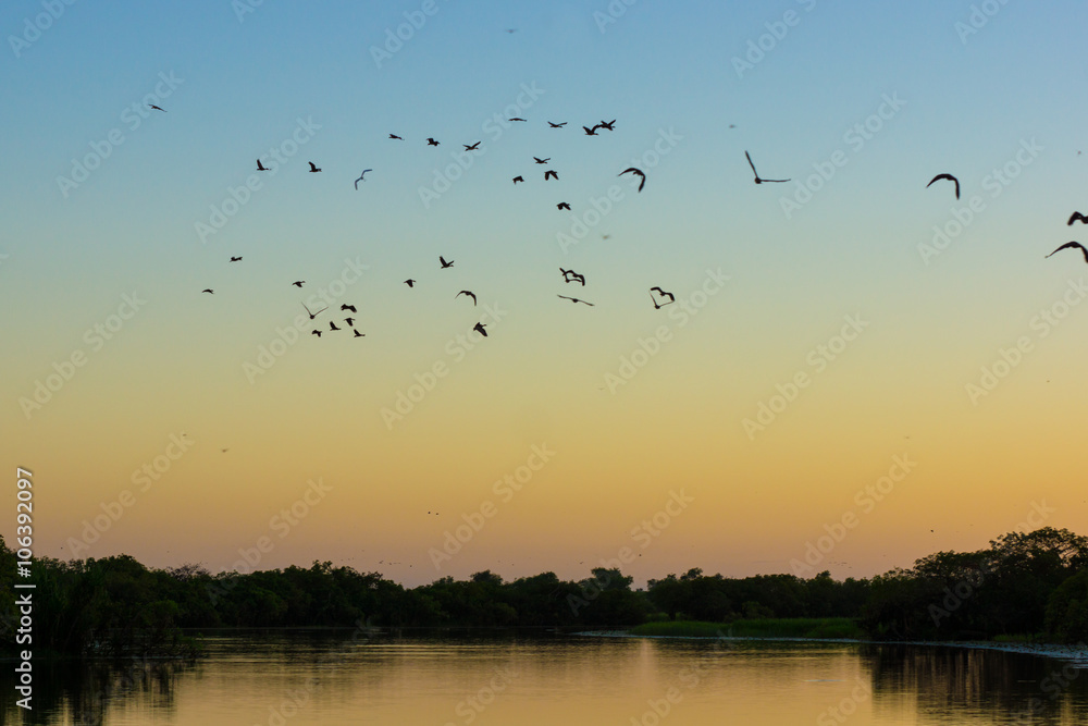 Birds and ducks flying in the early morning at Yellow Water, Kakadu, Australia