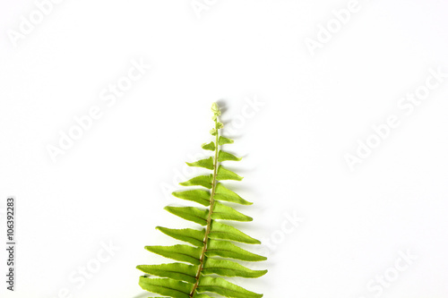 Tuber sword fern on white background