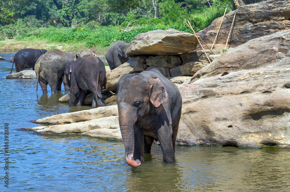 elephant in river outdoor leisure