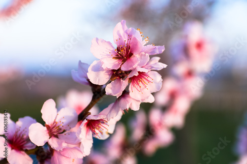 Mandelblüten am Mandelbaumast © rosifan19
