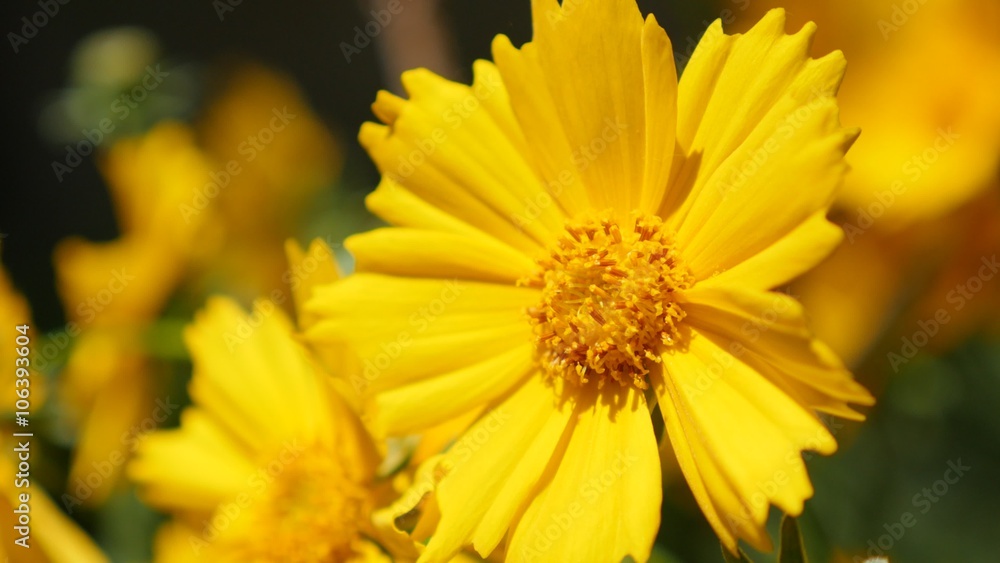 Beautiful Coreopsis auriculata yellow sunflower family flower in the garden 4K 2160p 30fps UltraHD footage - Mouse-ear tickseed known as lobed tickseed plant 4K 3840X2160 UHD video Beautiful Coreopsis auriculata yellow sunflower family flower in the garden 4K 2160p 30fps UltraHD footage - Mouse-ear tickseed known as lobed tickseed plant 4K 3840X2160 UHD video