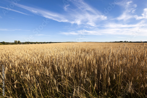   grow ripe rye.