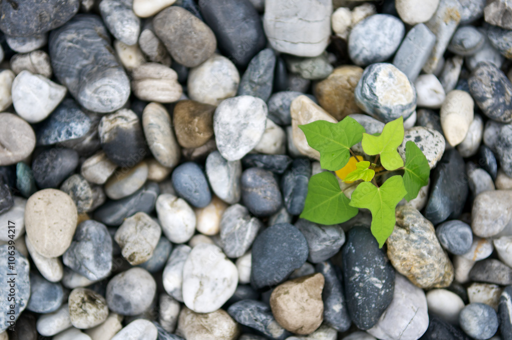Plant growth from stone or pebbles background. Tranquil scene for meditation and healthy life. Close up and macro leaves. Top view. Plant growth from stone or pebbles background. Tranquil scene for meditation and healthy life. Close up and macro leaves. Top view.