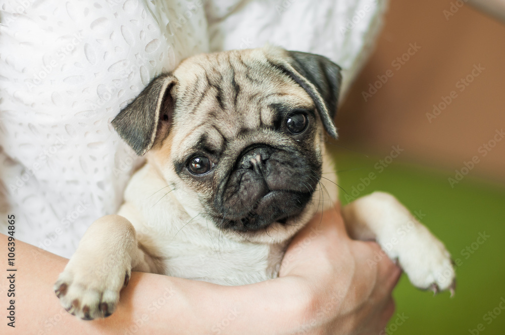 Pug puppy in owners hand