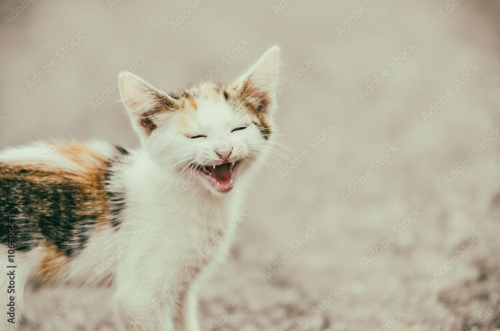 Retro Filter Of Cute Cat Meowing With A Funny Laughing Face