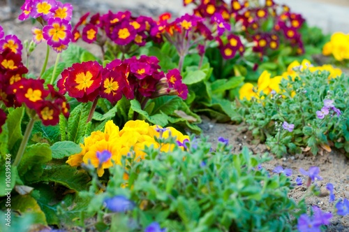 Assorted blooming spring primulas in colorful flower bed © kviktor