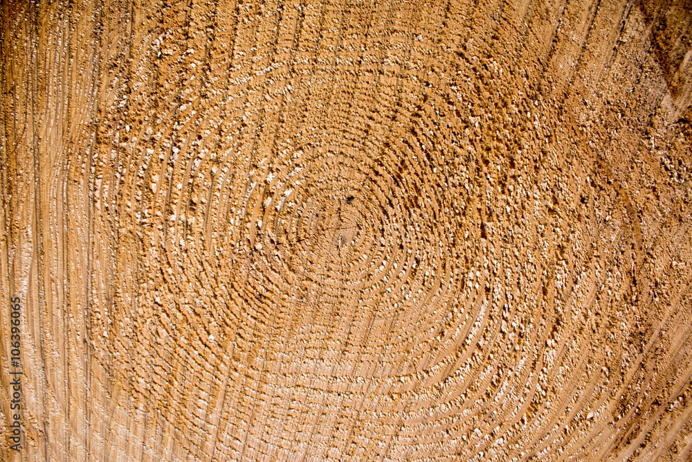 Naklejka premium heartwood texture background