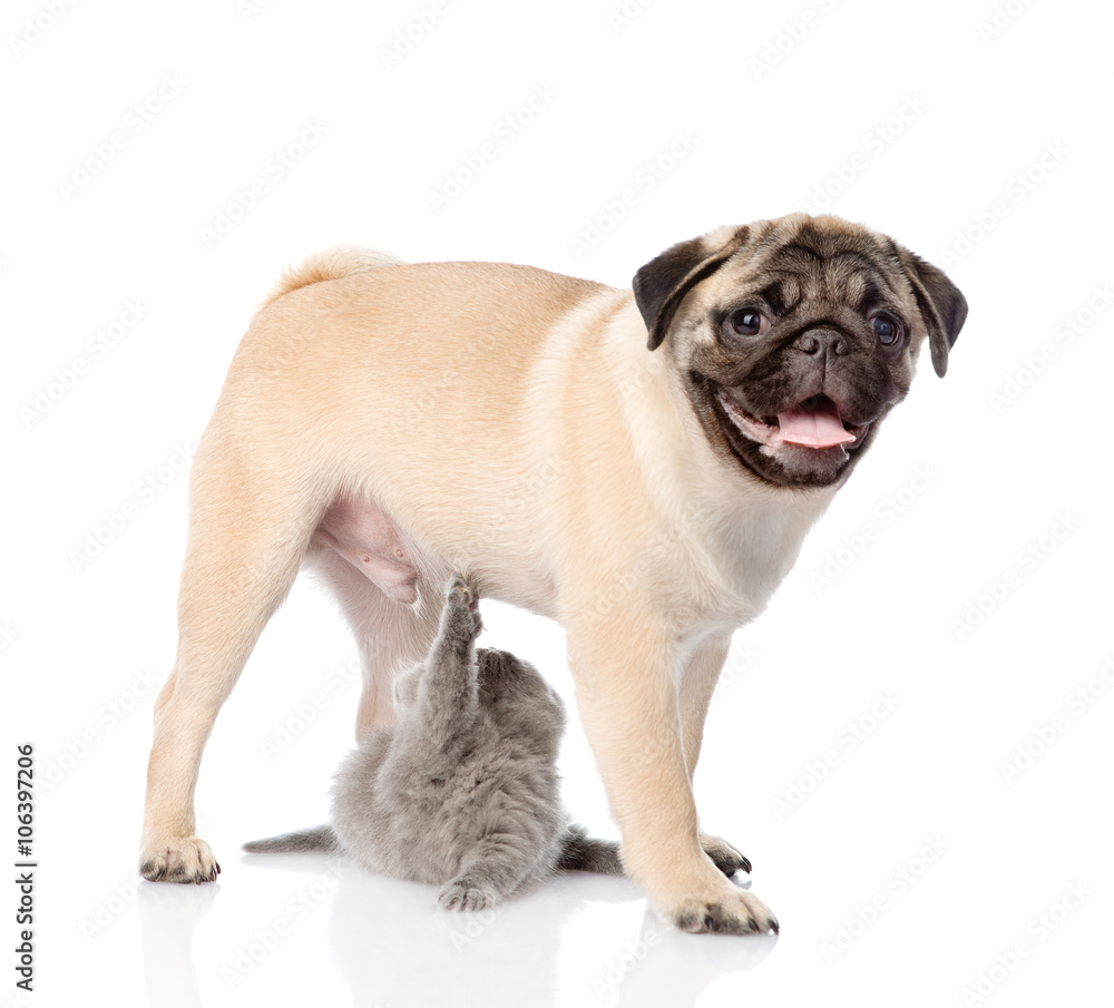 Playful scottish cat with pug puppy. isolated on white backgroun