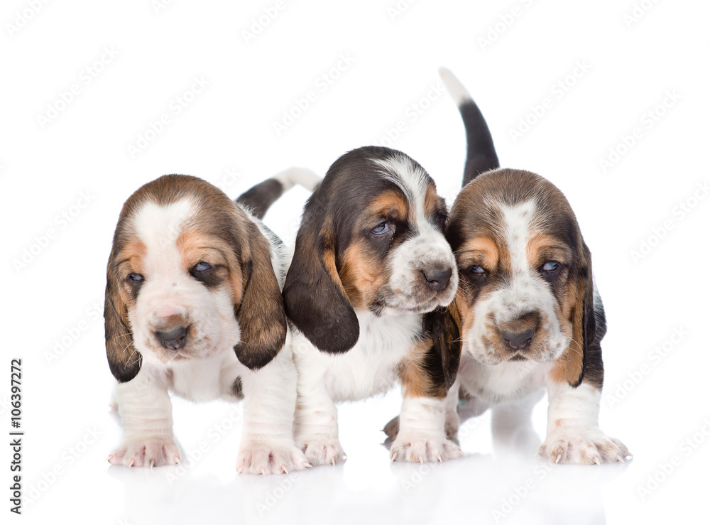 Three basset hound puppies standing in front. isolated on white