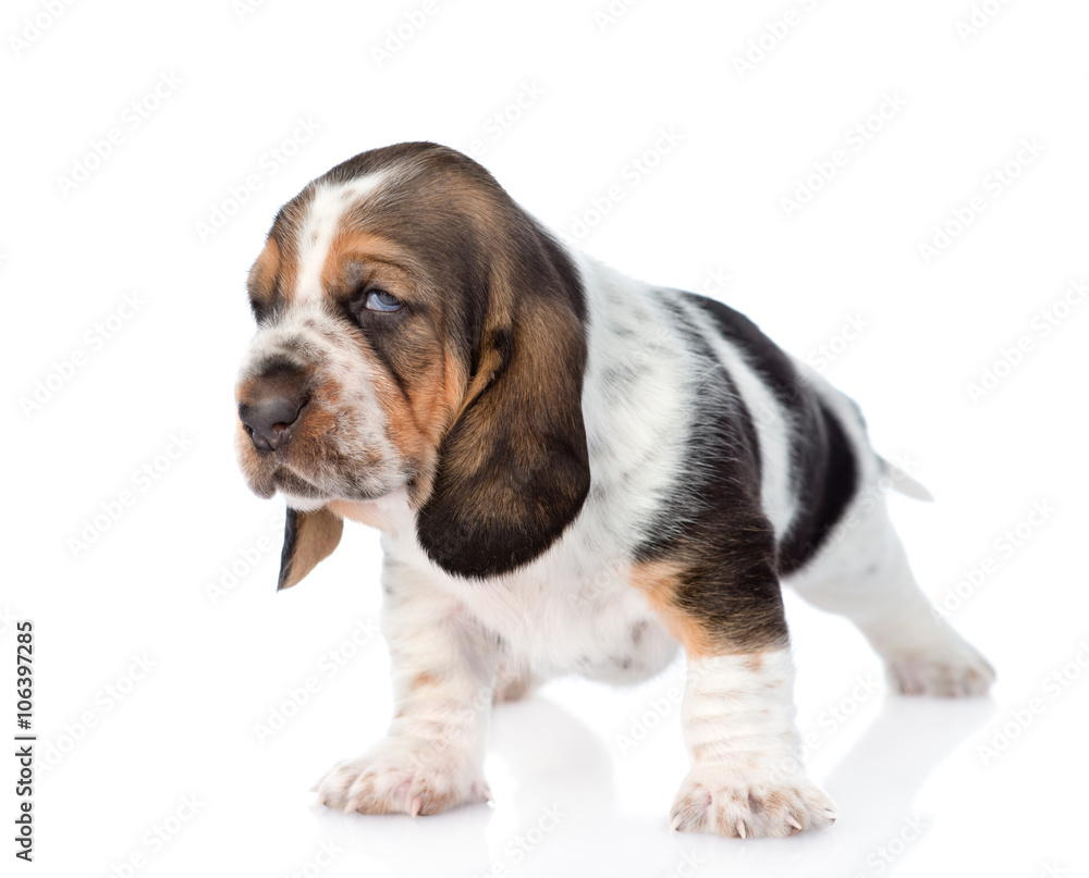 Portrait tiny basset hound puppy. isolated on white background
