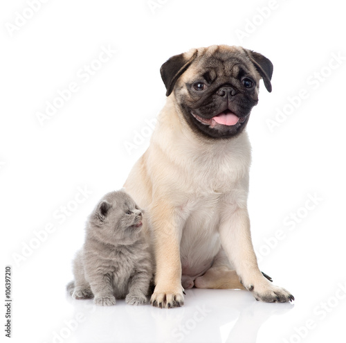 Funny pug puppy sitting with tiny scottish cat together. isolate