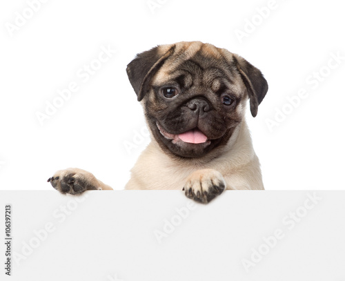 Pug puppy looking at camera from behind empty board. isolated on