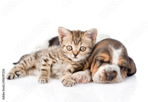Tabby kitten and sleeping basset hound puppy lying together. iso © Ermolaev Alexandr