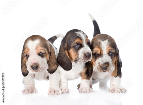 Fotografie, Tablou Three basset hound puppies standing in front. isolated on white