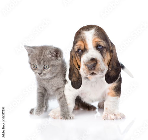 Kitten and basset hound puppy standing together. isolated on whi