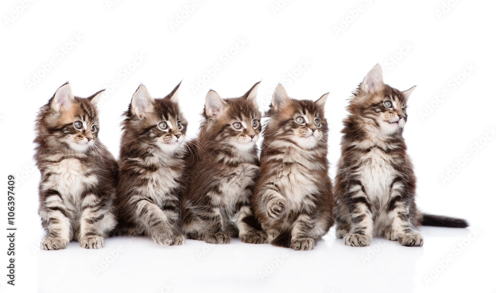 Large group of small maine coon cats looking away. isolated on w Large group of small maine coon cats looking away. isolated on w