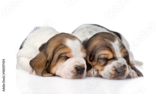 two sleeping basset hound puppies. isolated on white background