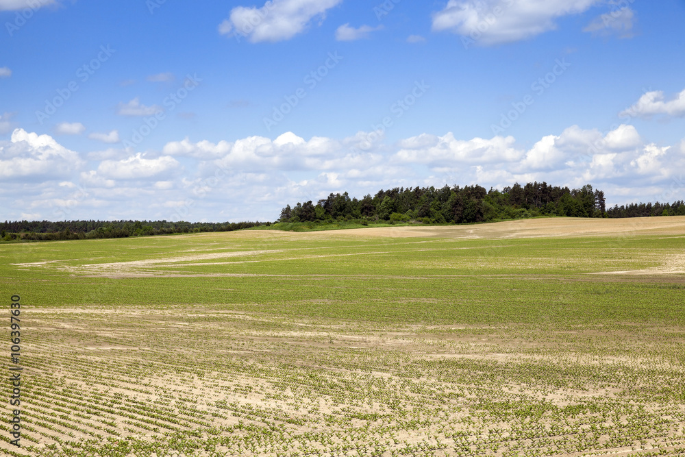 Obraz premium field with beetroot 