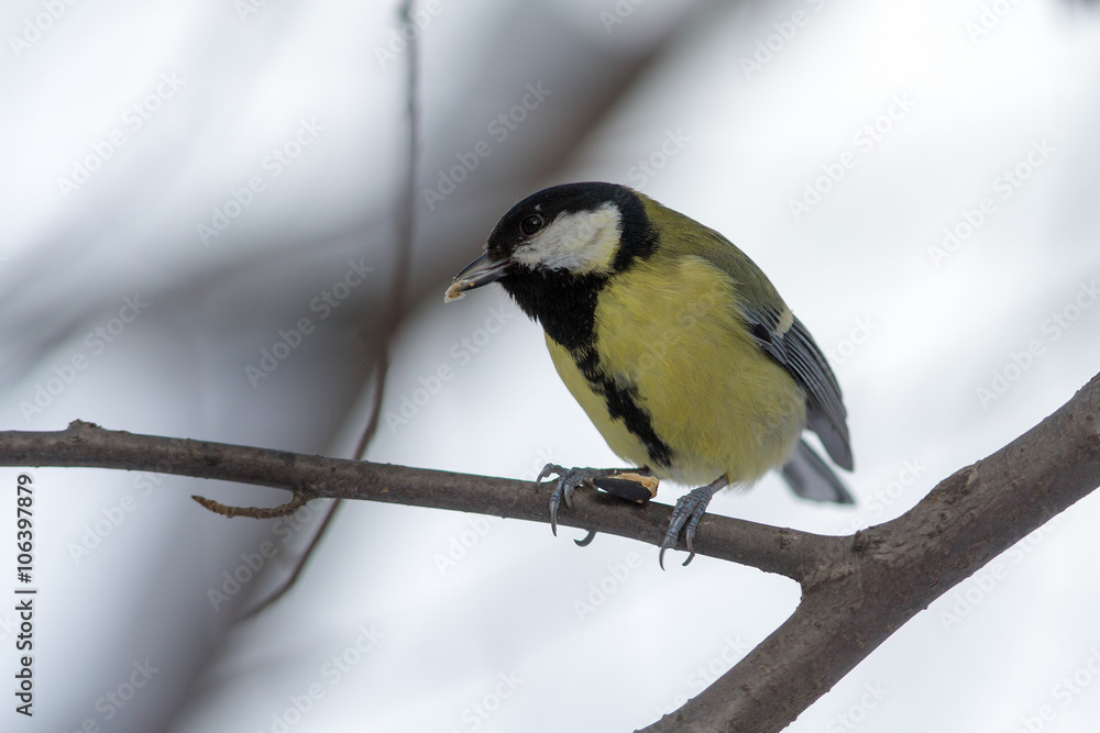 Obraz premium Titmouse on a tree