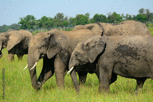 African elephants, Maasai Mara Game Reserve,Kenya photo