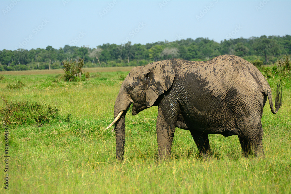 African elephant, Maasai Mara Game Reserve,Kenya