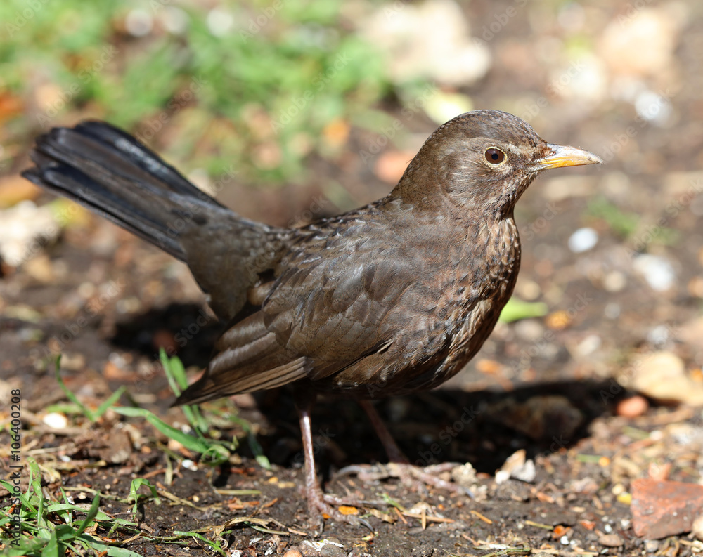 Fototapeta premium Close up of a female blackbird