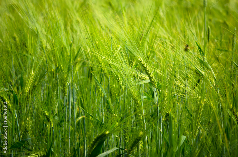 Fototapeta premium young wheat on farm land 