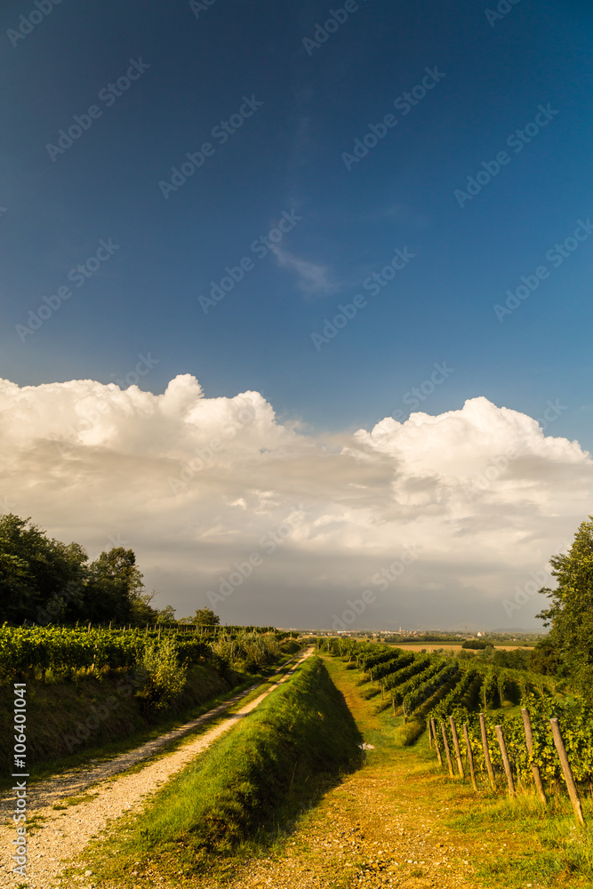 Naklejka premium grapevine field in the italian countryside