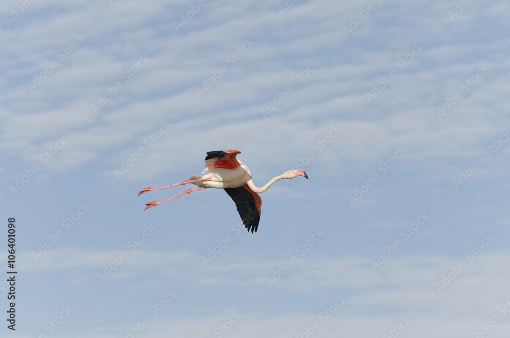 Obraz premium Flamant rose