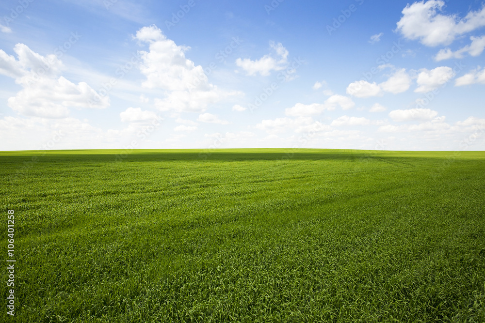 field with cereals  