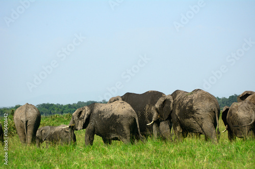 African elephants  Maasai Mara Game Reserve Kenya