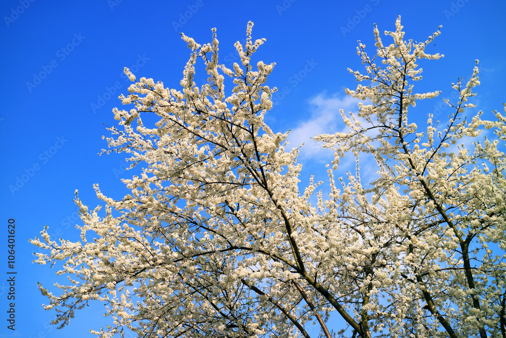 Spring flowers with blue sky background