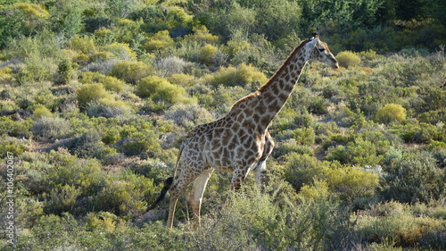 Giraffe im Sanbona Nationalpark